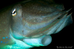 Broadclub cuttlefish at San Miguel, Dauin. Nikon D300, 105mm by Steve De Neef 